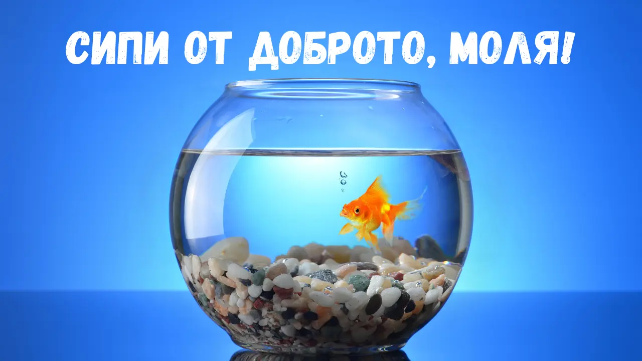 Каква вода се слага в аквариума